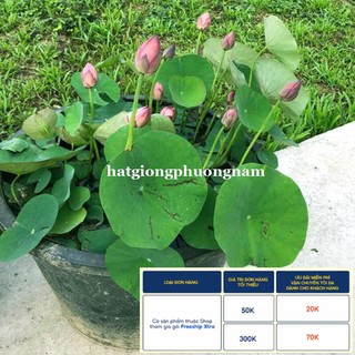 12H - HẠT GIỐNG HOA SEN CUNG ĐÌNH