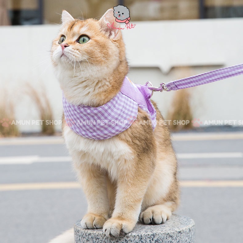Dây Dắt Chó Mèo Đi Dạo Dễ Thương - Dây Yếm Dắt Hàn Quốc Màu Pastel Cao Cấp Amun Pet
