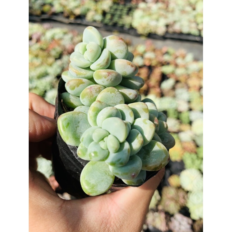 Sen đá sỏi thiên thanh SONDA GARDEN size bé 5-8cm, cây cảnh trang trí nhà cửa, lỗi 1 đổi 1