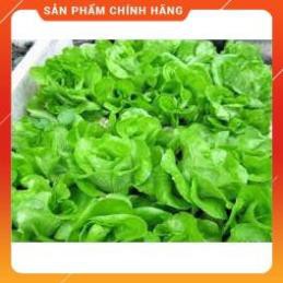 hạt giống xà lách đăm cao sản