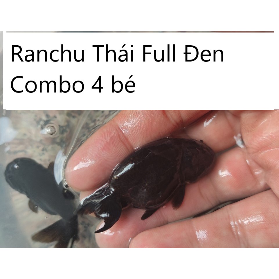 Ran chu Thái Đen Combo 4 bé