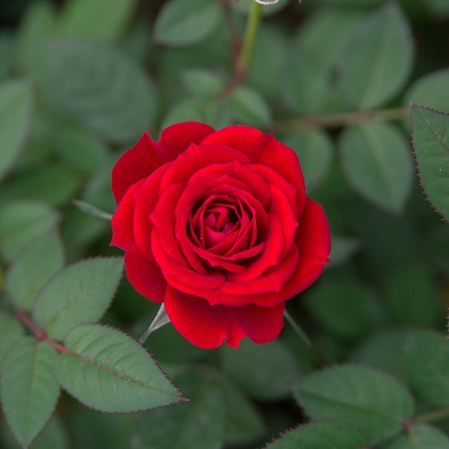 HƯƠNG NƯỚC HOA  ROSE FRESH