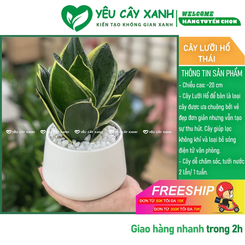 Cây Lưỡi Hổ Thái để bàn