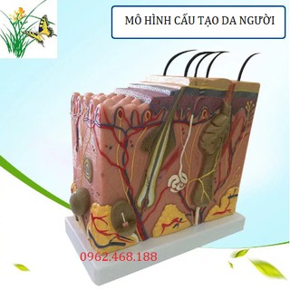 Mô hình cấu tạo da người
