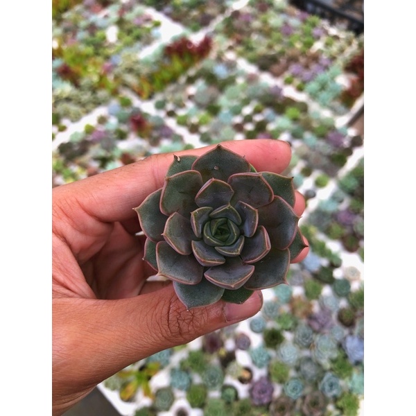 Sen Đá Bông Hồng Đỏ Size Vĩ 3cm Hư 1 Đổi 1