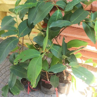 cây mận An phước