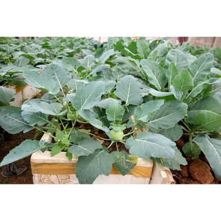 2gr - HẠT GIỐNG SU HÀO XANH
