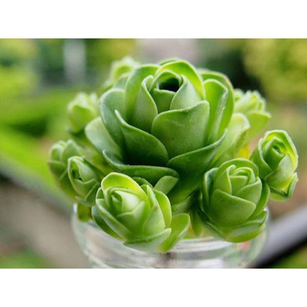 Bộ 1 hạt giống sen đá hoa hồng