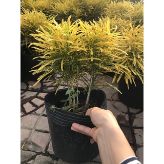 cây phong thủy ( cây vàng bạc và cây vạn Lộc) tặng phân bón