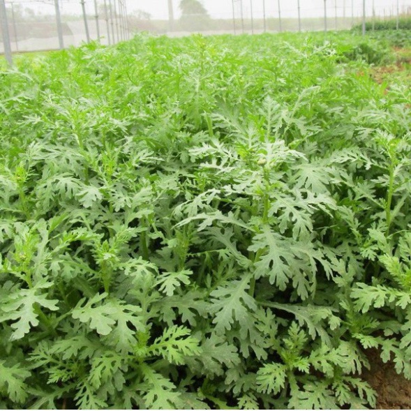 Hạt giống Cải Cúc Bánh Tẻ (Tặng kèm phân)