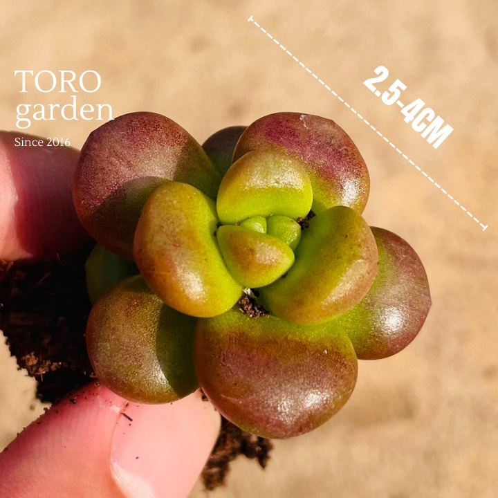 Sen đá chilli cheese Đà Lạt size mini cây cảnh trang trí nhà cửa Toro garden