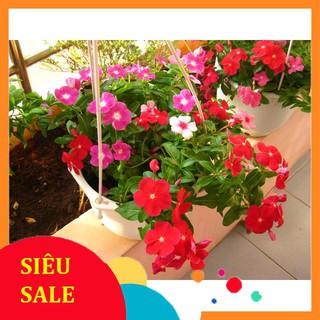 50 hạt giống hoa dừa cạn rủ vietphat