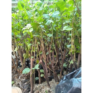 5 cây giấy ngũ sắc [ giá rẻ nhất]