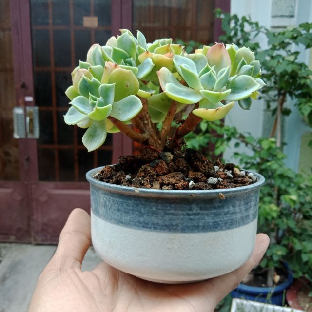 Chậu gốm nhật