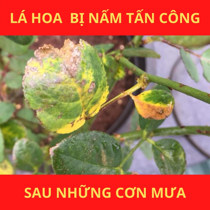 Phân bón Active 95pk, kích kháng sinh học phòng bệnh đốm đen vàng lá ở cây hoa gói 25gram