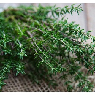 Hạt giống cỏ xạ hương (Thyme)