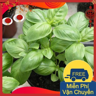 Combo 3 Gói Hạt Giống Húng Tây