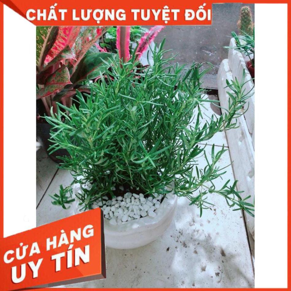 Chậu Hương Thảo lớn Nhiều Người Mua