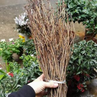 Hoa đỗ quyên combo 2 bó giá cực rẻ