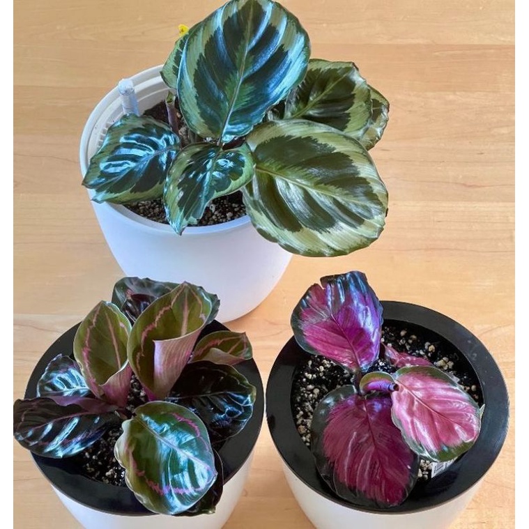 Chậu trồng tự thấm hút - chậu thuỷ sinh