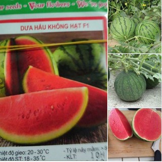 Hạt giống dưa hấu không hạt vỏ sọc - 1 gói 10 hạt