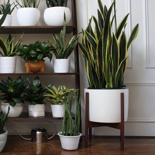 Kệ Gỗ Để Chậu Cây Cảnh - Kệ Decor