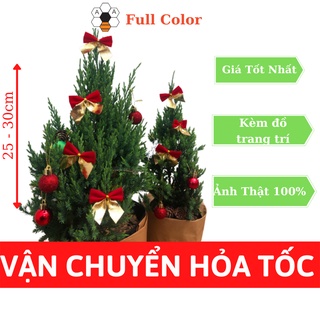 (chậu nhựa)  Sơn Tùng/Cây thông Noel kèm đồ trang trí (cao từ 30 – 50cm), Trang trí giáng sinh, cây để bàn mini