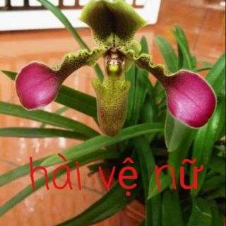 HOA LAN HÀI VỆ NỮ/3CÂY