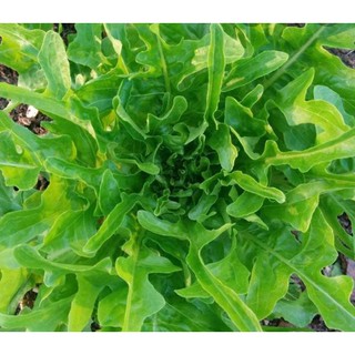 Hạt giống xà lách sồi xanh Oakleaf - gói 2 gram