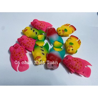 CÁ LA HÁN GIẢ LỚN LÀM CÁ KÈ CHO LA HÁN (MÀU NGẪU NHIÊN)