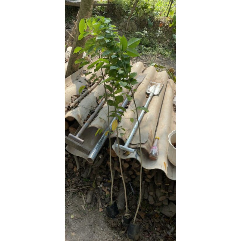 Cây Giống Giáng Hương Size Lớn Combo x2 Cây (Cao 1mét>>)