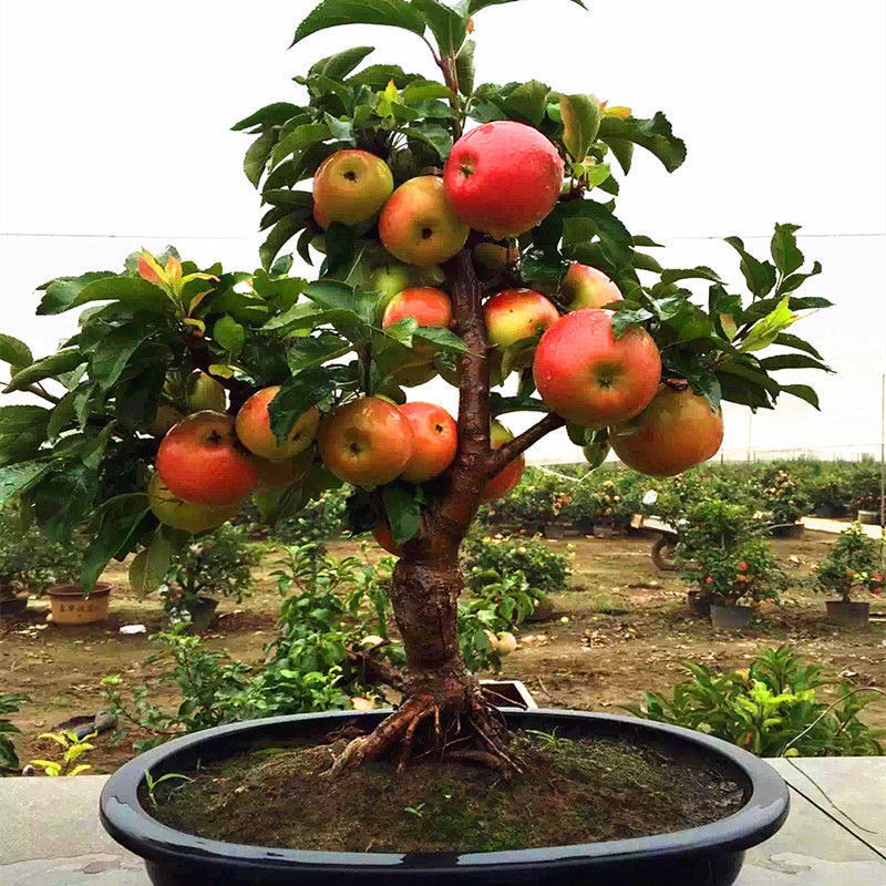 [Hot] - Hạt giống táo tây lùn chất lượng cao - Tặng kích mầm & Tài liệu hướng dẫn gieo trồng