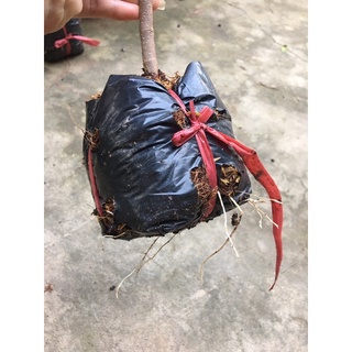 Cây sơ ri chua ngọt