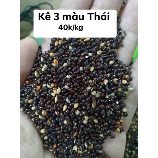 1kg Hạt kê Thái đen 3 màu