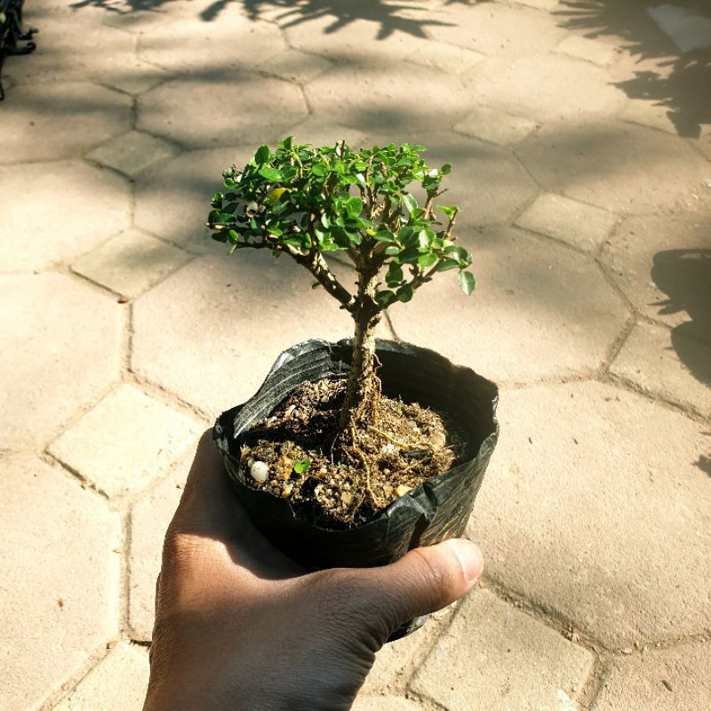 [bonsai mini] Sam hương mini