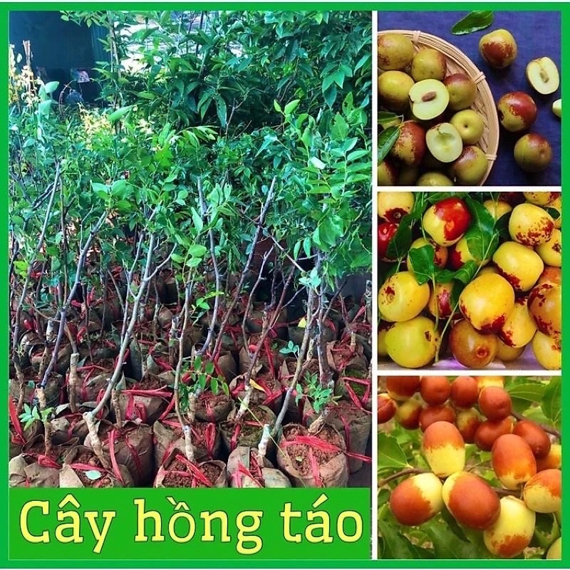 Cây Hồng Táo, Táo đỏ Tân Cương F1 chuẩn giống