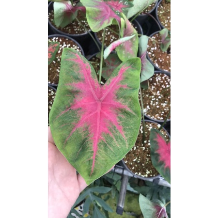 Cây môn màu Caladium Rosebud