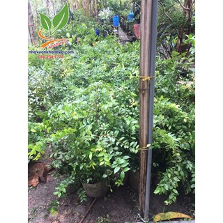 Nho Thân Gỗ 4 năm tuổi