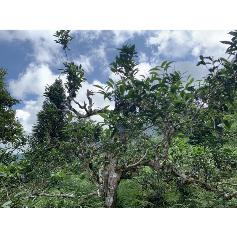 500g Thảo Quả + 200g trà Shan Tuyết Thảo Nguyên Farmer | BigBuy360 - bigbuy360.vn