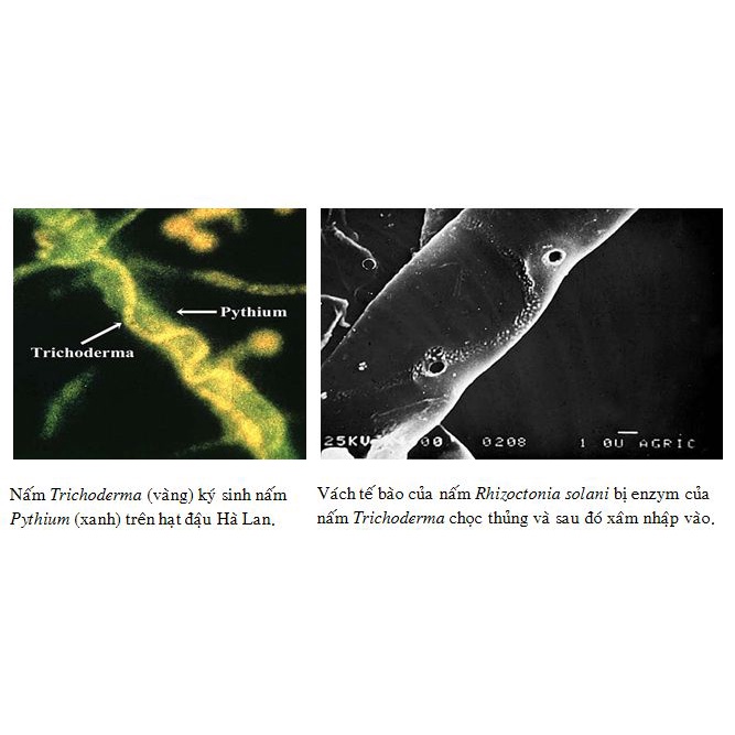 Chế phẩm men vi sinh nấm TRICHODERMA dùng ủ phân và xử lý đất