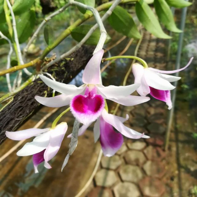 Cây giống Phong lan Phi điệp hoà bình