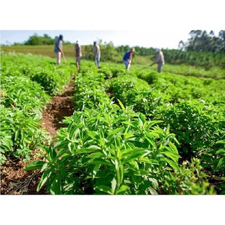 Đường cỏ ngọt Stevia