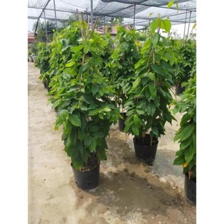 Cây hoa sử quân tử cao 70-1m trồng ban công leo giàn trang trí