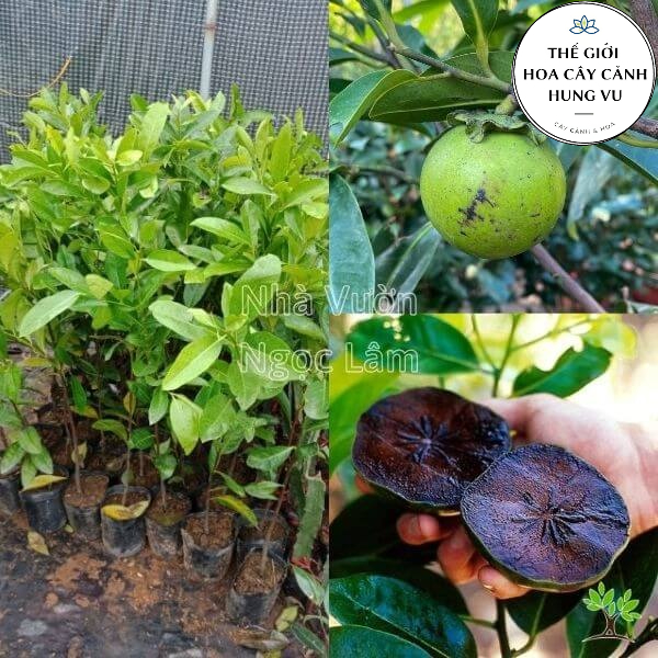 Cây hồng đen Socola giống - THẾ GIỚI HOA CÂY CẢNH - cao 40 cm .