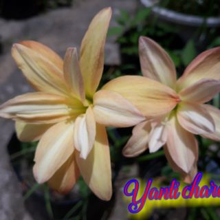 1 củ huệ mưa kép