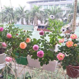 2kg phân bón Nhật