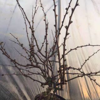 Mai đỏ đang nụ hàng chơi tết