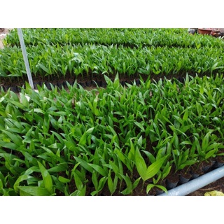 1 kg Hạt cau giống tròn