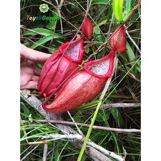 Cây Nắp Ấm Size Mini, Cây Bắt Mồi, Cây Ăn Thịt, Cây Phong Thủy, Cây Cảnh Đẹp N. kampotinana Bắt Côn Trùng Trang Trí Phòn