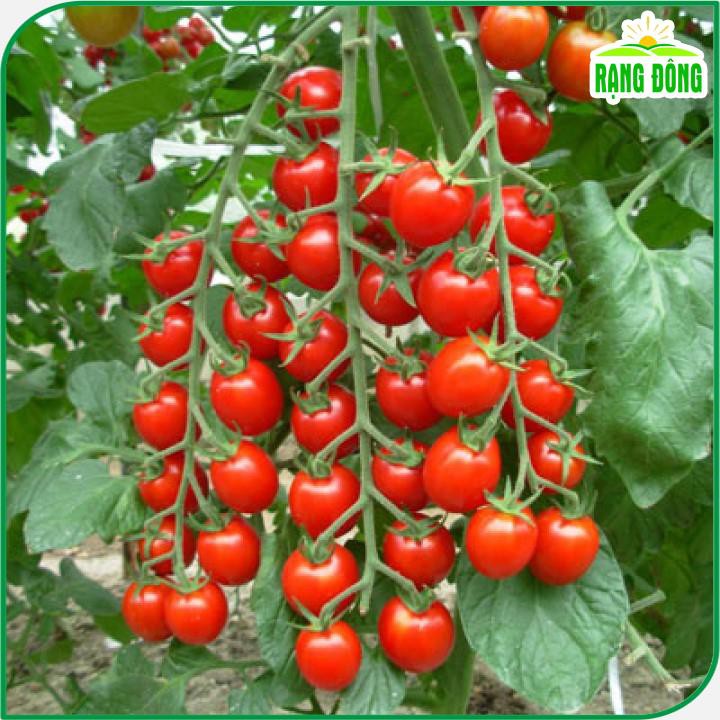 Hạt giống Cà Chua Cherry Đỏ Lai F1 Sinh Trưởng Vô Hạn, Trồng Quanh Năm (gói 0,1 gram) - Hạt Giống Rạng Đông